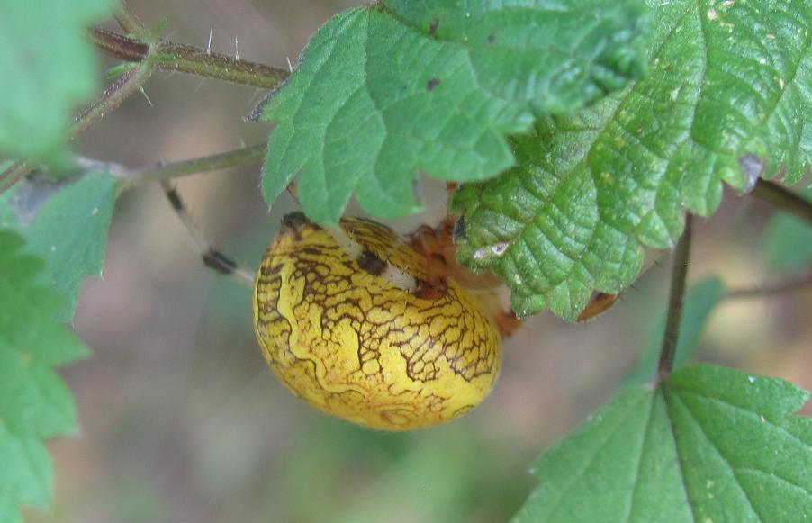 Araneus marmoreus